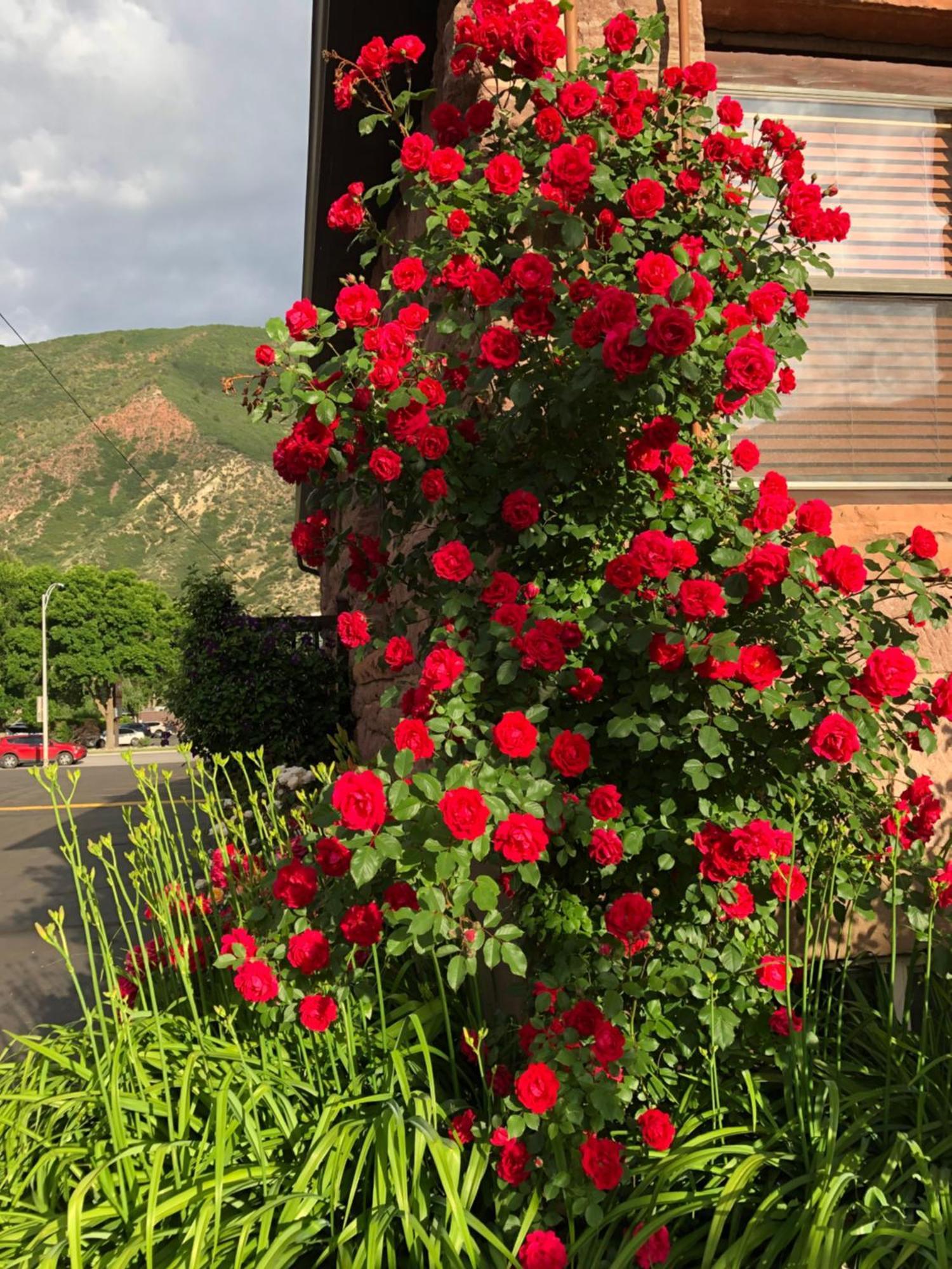Glenwood Springs Cedar Lodge מראה חיצוני תמונה